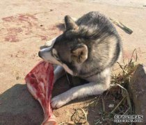 出差时，赫斯基被送回了我的家乡。我