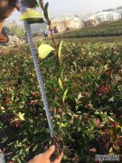 培育河北香菊的关键是制备肥料，记住