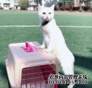 招聘两只流浪猫，性格的行为很奇怪，