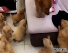 猫是占据金毛猎犬的狗垫。狗：教授，