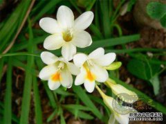 让我们提出这种“三种花”，填满房子