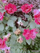 胜利金源小学：童新生华无限芳华