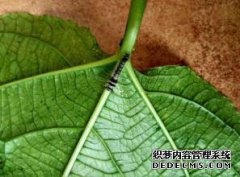 [寻找科学]底V是什么？