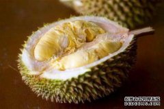 我可以在榴莲壳中同时混合榴莲谷物和