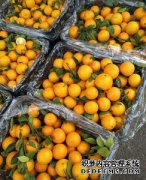 新型柑桔无菜是否希望种植传单？