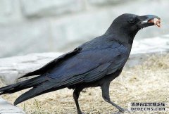 乌鸦吃什么？