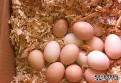 惠州P厂，广东土壤鸡蛋，新鲜鸡蛋，长