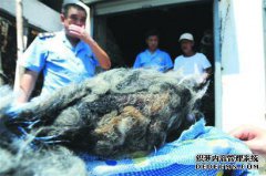 棉花，黄蝎子和黑蝎子正在为创始人的