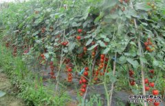 为什么是西瓜山？，植物技术，植物网