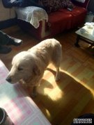 抗群犬有哪些症状？有异常吗？帮忙