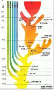 人与猿之间的界线的重要标志是[]A.两条