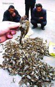 我在论坛上中毒了，你中毒了吗？告诉