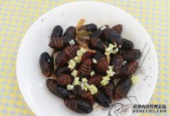 你和蟑螂有什么关系？