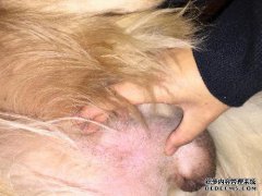您认为我的阴茎很难做到吗？这是什么