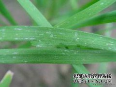 干韭菜叶尖控制的原因和方法
