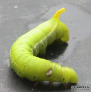 伏xi，瓢虫和黑鸟天敌初步报告