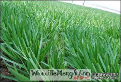 [准智智智启]北京军方启智特产推荐