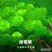 如何保持绿色的菊花如何保持绿色的菊
