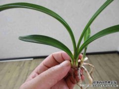 Chun Lampole速降短跑比赛，圆头，大礼帽
