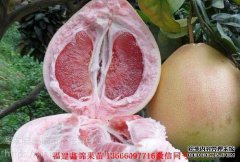 什么是使用Sanhon Honey嫁接葡萄柚？