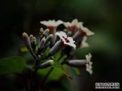 健康服务站：如果使用正确，则需要研