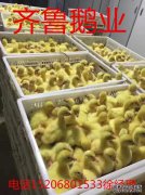 他想要一棵树苗