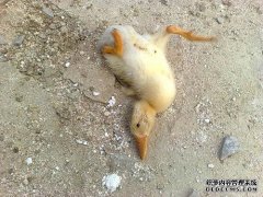 如何治疗鸭子