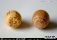 [橡栗子令人沮丧和有才华的小米]