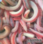 [野生蚕，垂钓专用活沙虫，精品钓饵，