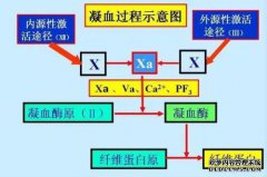 凝血酶原时间测试（PT）