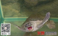 [乌龟和鹤]